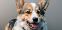 DogInside